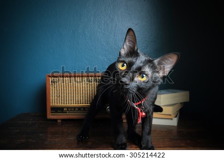 Status  of  black cat with set of retro still life.
