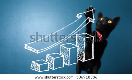 Creative photos of business cats presentations with graphs touch screen with a dark blue background.