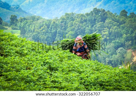 HAGIANG, VIETNAM - SEPTEMBER 19 : A portrait of unidentify elder Vietnamese woman carrying green grass on Sep. 2015, 19 at Hasaing, Vietnam.  