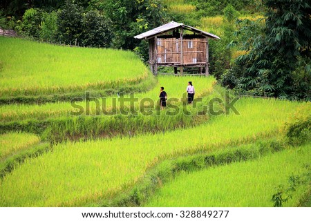 HAGIANG, VIETNAM - SEPTEMBER 19 : Unidentified family hill tribes of Vietnam at green rice field terrace on Sep. 2015, 19 in Hagiang, Vietnam. \