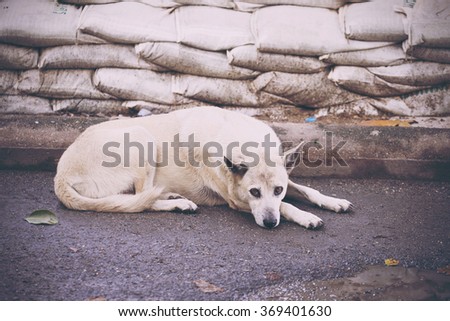 Very poorly stray dog in Thailand. Vintage tone image
