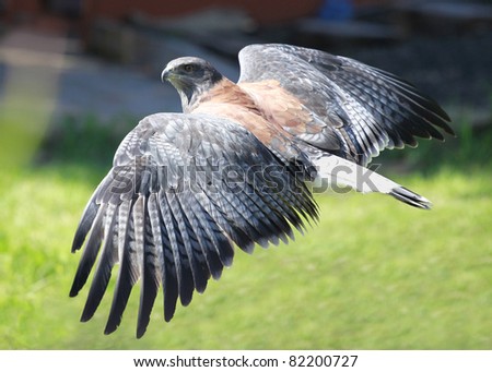 Detail of a flying Variable Hawk during a falconry training