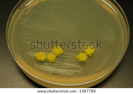 Colonies on Petri Plate