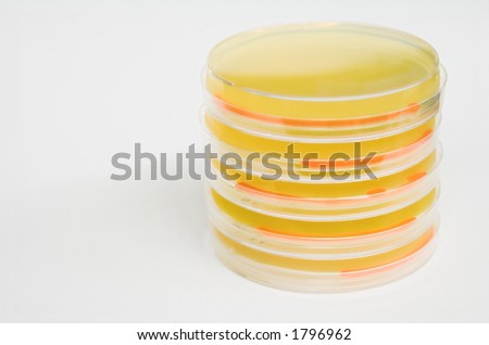 Petri Plates with Seretia Growing