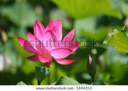 A lotus blossom (Nelumbo nucifera), lotus seed/fruit, and a lotus bud together.