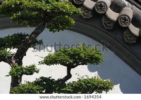A penjing tree (similar to Japanese art of bonsai) beside a Chinese wall.