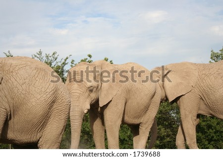 A herd of elephants in a line.