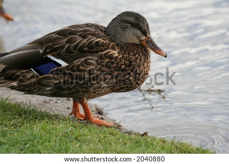 A female mallard duck by a pond.