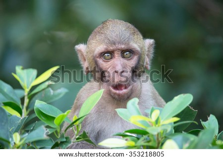 Funny monkeys\
A funny monkey lives in a natural forest of Thailand.