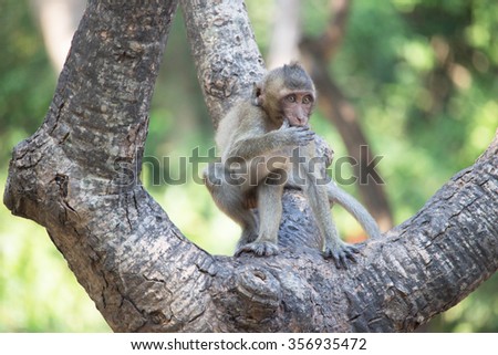 Cute monkeys\
A cute monkey lives in a natural forest of Thailand.