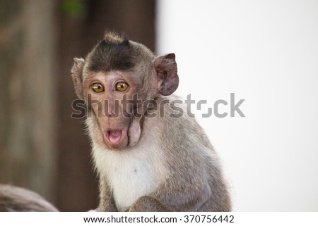 Funny monkeys\
A funny monkey lives in a natural forest of Thailand.