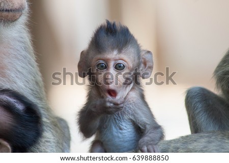 Cute monkeys\
A cute monkey lives in a natural forest of Thailand.