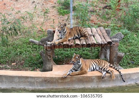 asian two tiger in the zoo, at thailand