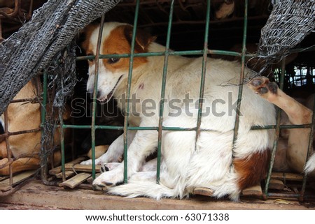 Dog behind a fence waiting for the freedom