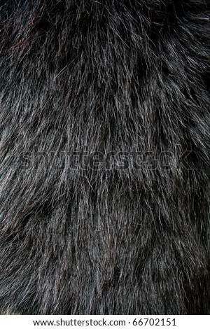 Black fur texture Closeup of beautiful. Useful as background