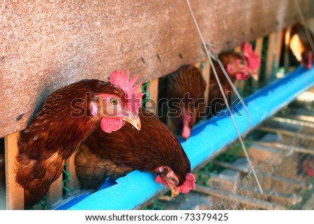 Brown hen farm. closeup Useful  for design-works.