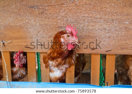 Brown hen farm. closeup Useful for design-works.