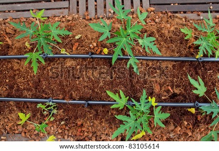 Tapioca Cultivation