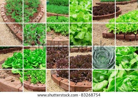 Collection of Vegetable garden background template for design work