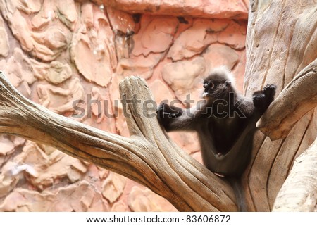 Monkey sitting on log in a zoo.  closeup Useful as background for design-works.