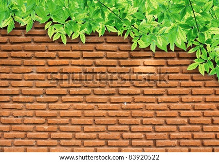 Leaves on brick wall. Useful as background for design-works.