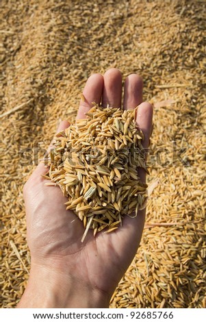 Rice seeds In hand on Paddy background