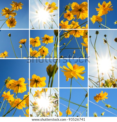 Collection of Yellow Cosmos flower and blue sky. background template for design work