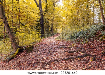 Autumn forest - enhanced colors