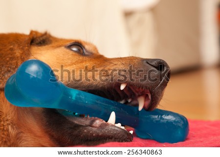 dog playing with bone