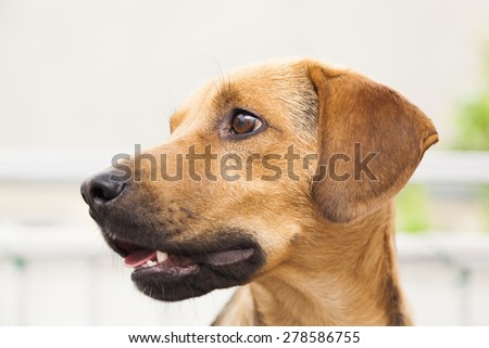 Dog - funny look
