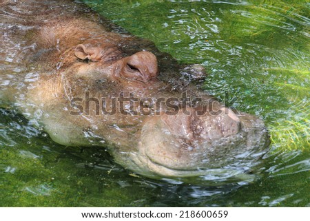 close up hippo sleep in water at zoo
