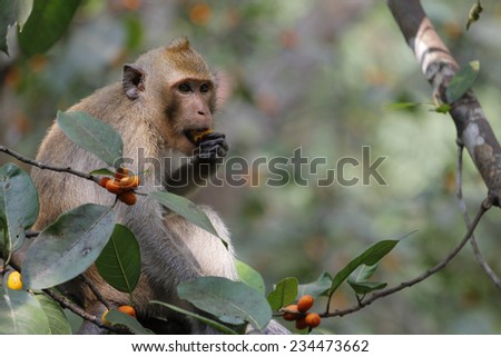 monkey eat food on tree in thailand