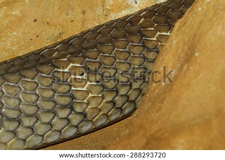 close up king cobra snake skin