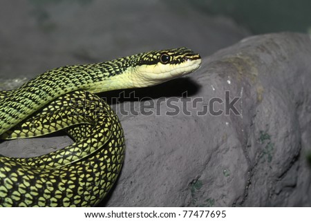 Snake head close up picture