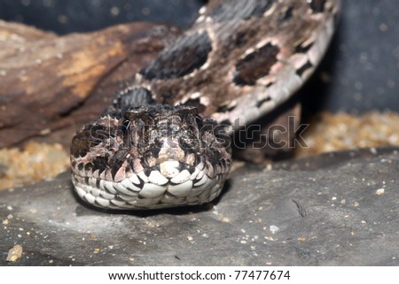 Snake head close up picture