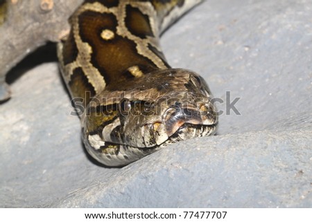 Snake head close up picture.