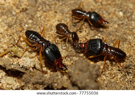 groups of termites transporting food