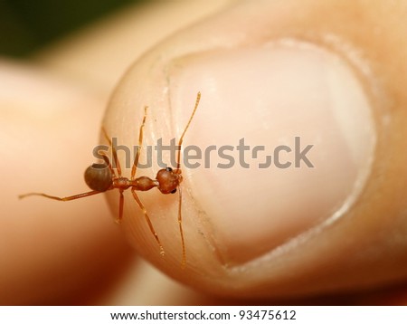 Angry ant biting finger. Extreme close-up with high magnification.