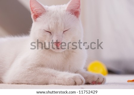 Pure white cat sleeping on white floor
