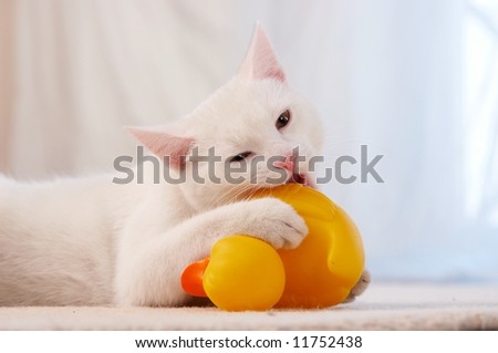Pure white cat on white floor vs yellow duck