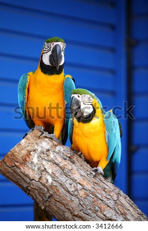 Two blue and gold macaws sitting on a branch against a blue background