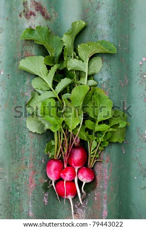 Radishes are an edible root vegetable of the Brassicaceae family that was domesticated in Europe