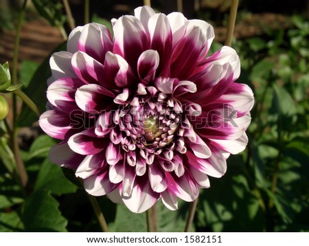 Deep purple and white flower