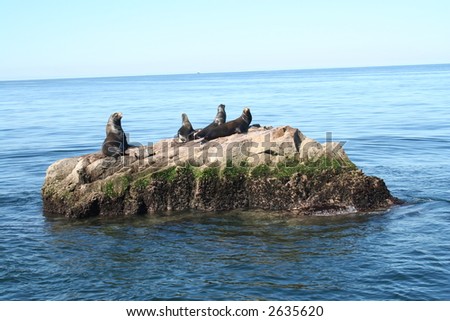 Sea Otter Isle