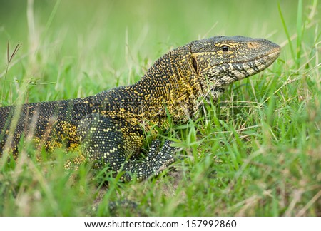 Water monitor lizard in green grass