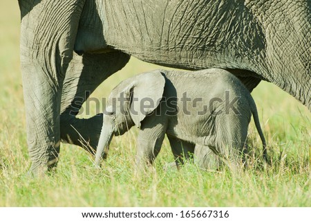 Small Elephant baby between mothers protective legs