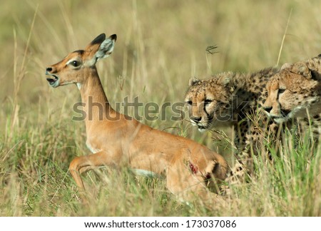 Two Cheetah hunting and catching Impala antelope Two Cheetah hunting and catching Impala antelope