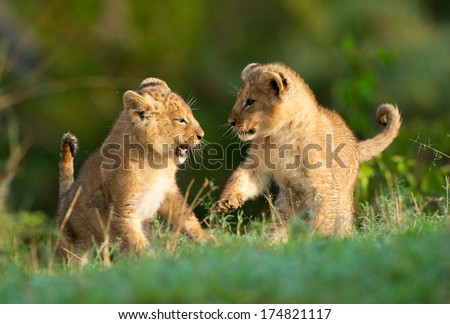 Two lion cubs playing at eye level