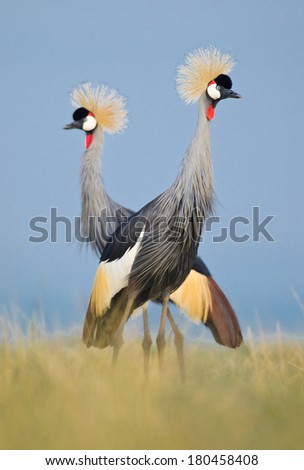 Portrait of Crowned Cranes Pair