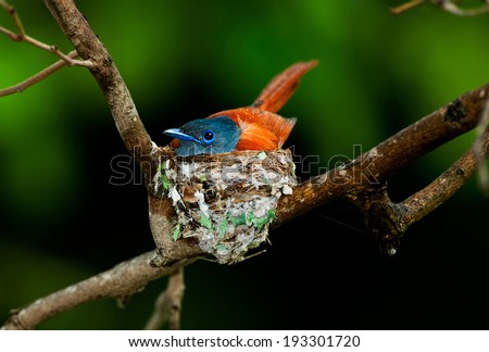 Female Paradise Flycatcher brooding on nest